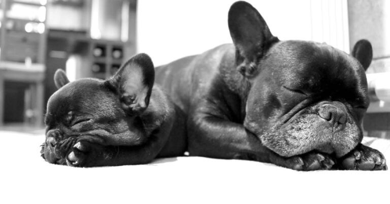 Living with French Bulldogs